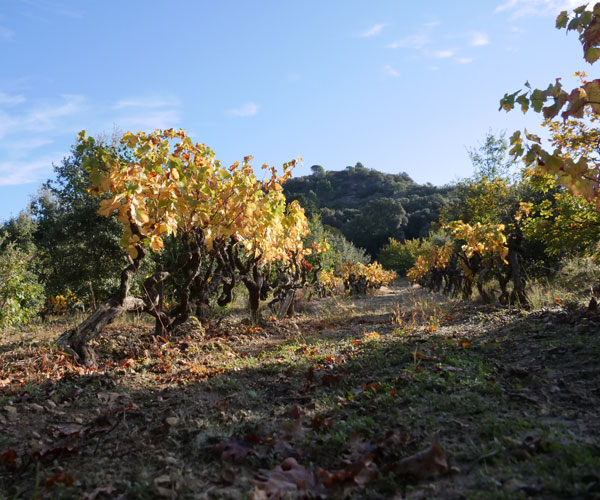 Récolteur de truffes noires éco-responsable dans la Drôme Provençale