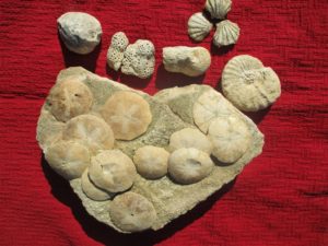 fossiles du domaine de St Paulet
